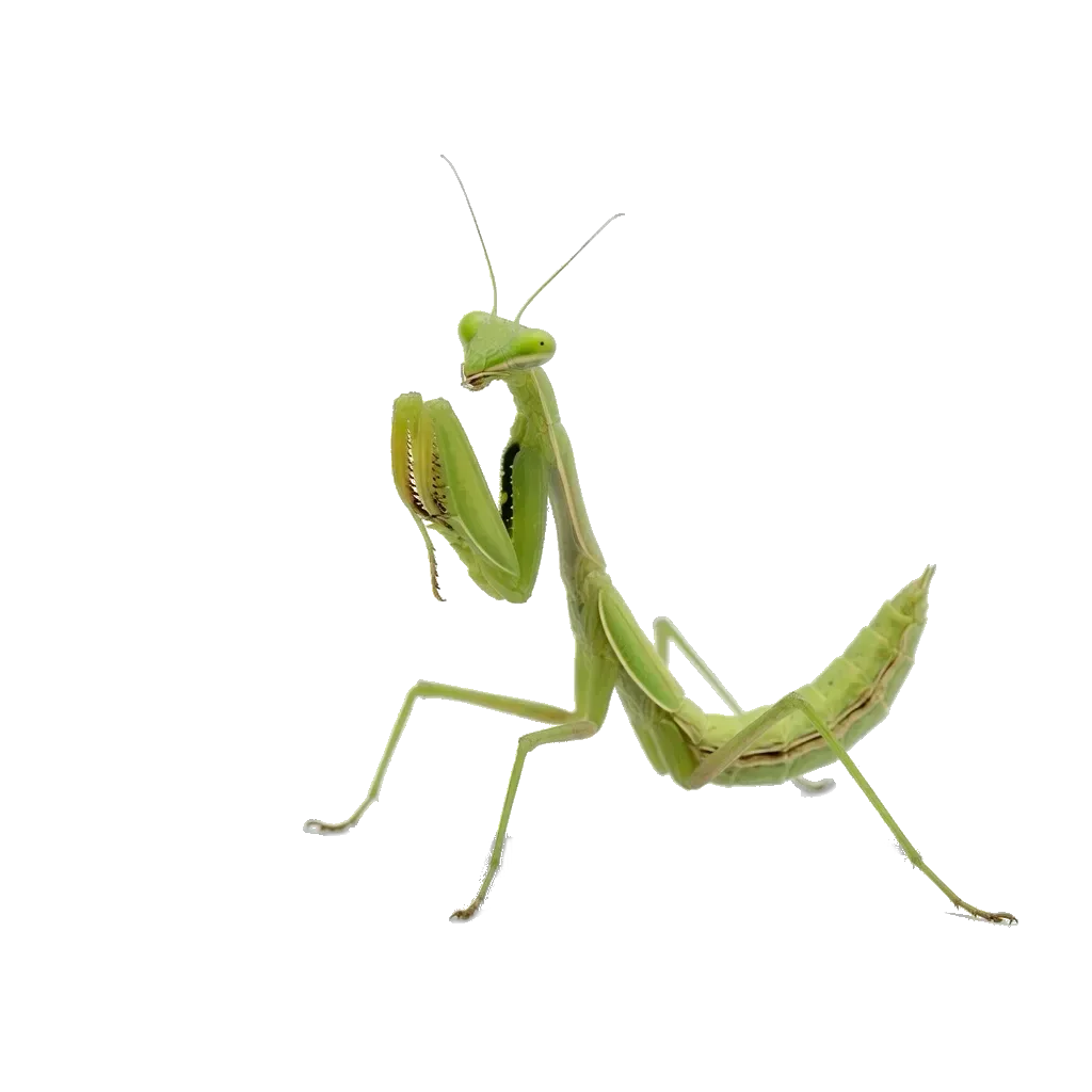 사마귀 일러스트